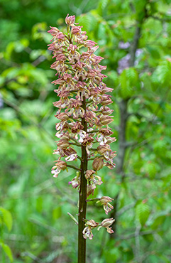 orchis punctulata purpurea 1