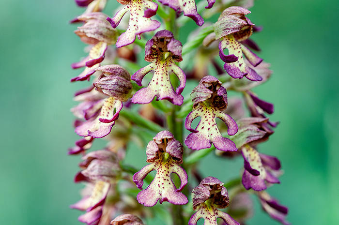 orchis punctulata purpurea 2