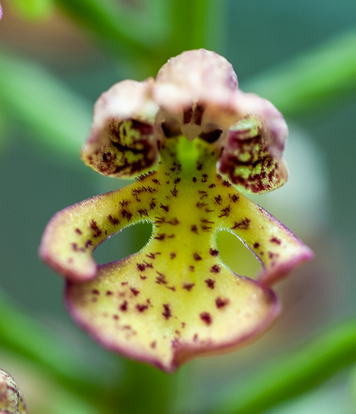 orchis punctulata purpurea 3