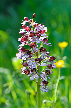 orchis purpurea