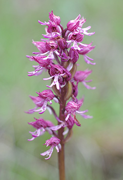 orchis purpurea simia 1