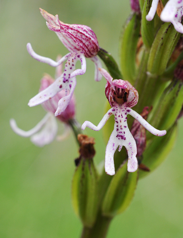 orchis purpurea simia 2