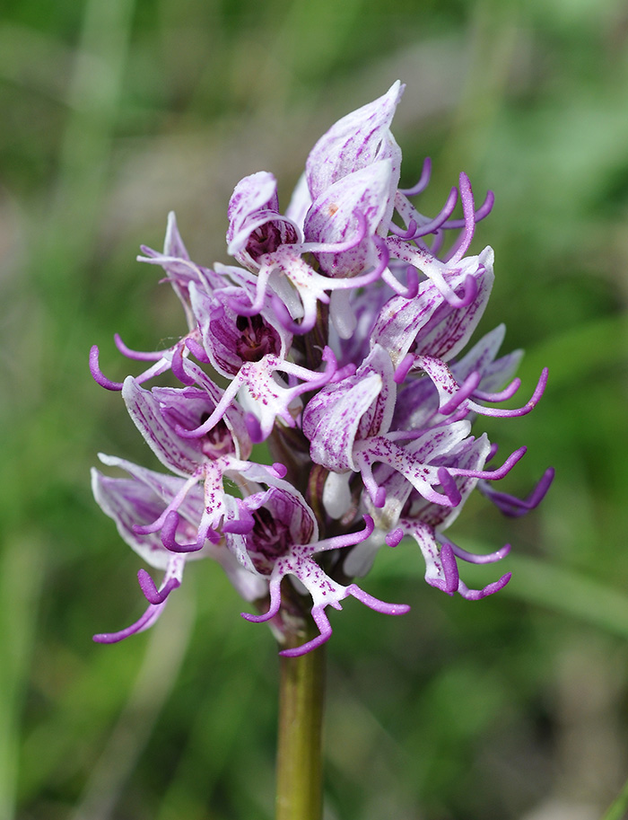 orchis purpurea simia 3