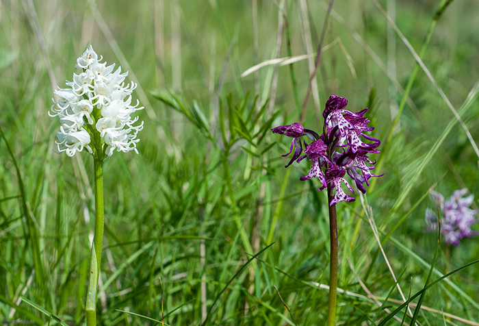 orchis purpurea simia 4