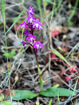 orchis quadripunctata