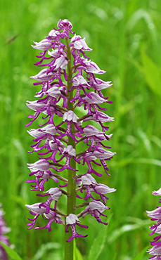 orchis simia