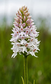 dactylorhiza fuchsii 1