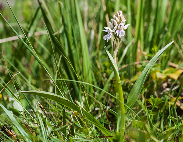 dactylorhiza fuchsii 2