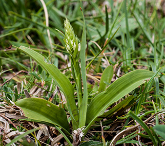 dactylorhiza fuchsii 3