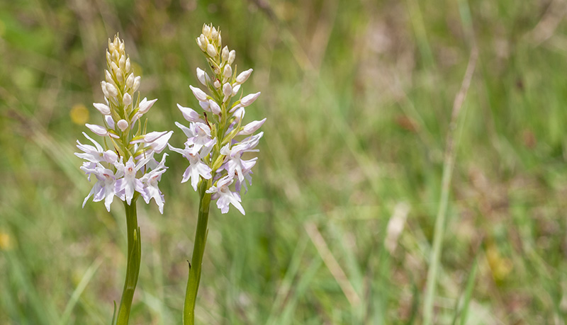 dactylorhiza fuchsii okellyi