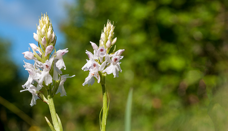 dactylorhiza fuchsii okellyi 2