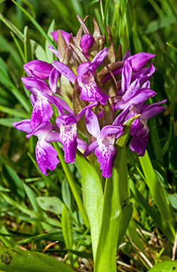 dactylorhiza incarnata