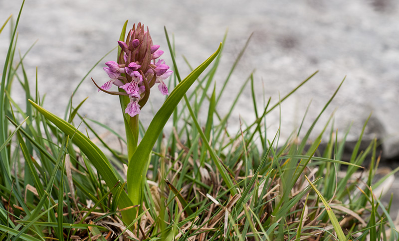 dactylorhiza incarnata 2