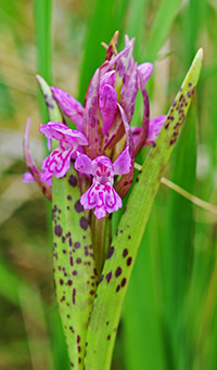 dactylorhiza incarnata cruenta