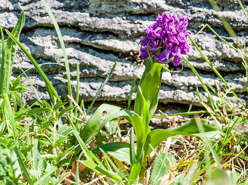 dactylorhiza kerryensis