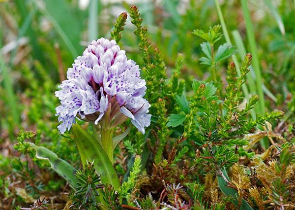 dactylorhiza maculata