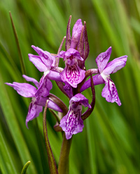 dactylorhiza traunsteineri