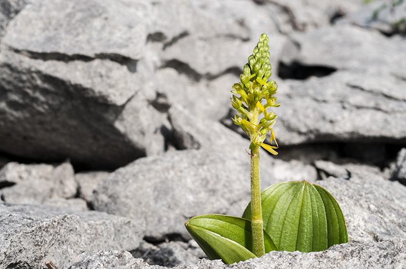 neottia ovata