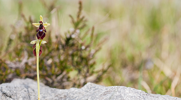 ophrys insectifera