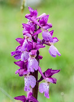 orchis mascula