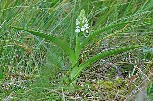 Dactylorhiza majalis subsp. calcifugiens