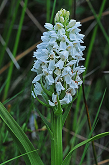 Dactylorhiza majalis subsp. calcifugiens