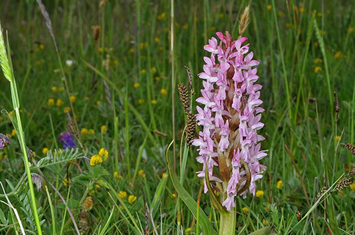 dactylorhiza incarnata