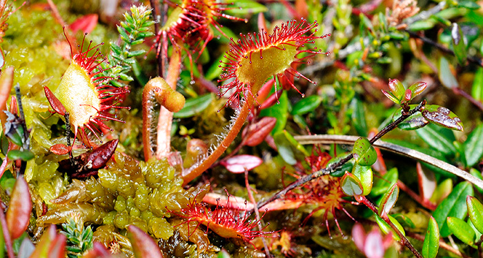 drosera