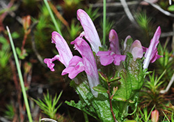 pedicularis palustris