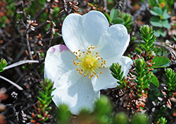 rosa pimpinellifolia