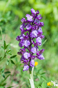 anacamptis morio