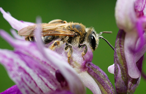 andrena