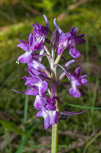 dactylorhiza romana sm