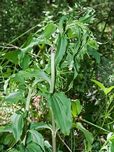 epipactis turcica