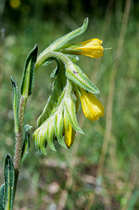 onosma taurica