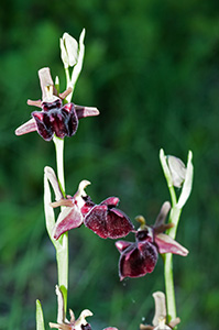 ophrys mammosa