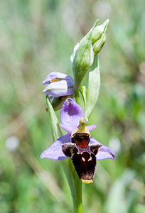 ophrys oestrifera