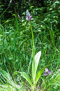 orchis militaris stevenii