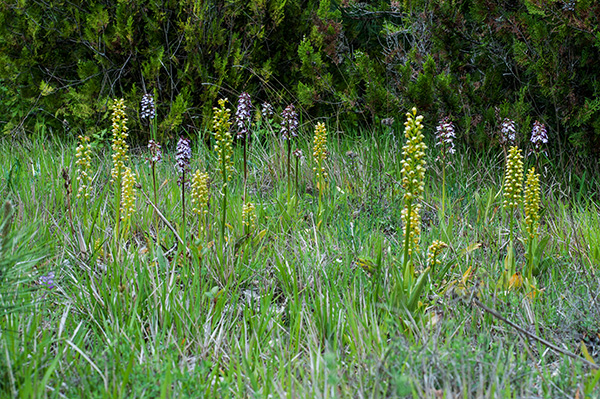 orchis punctulata