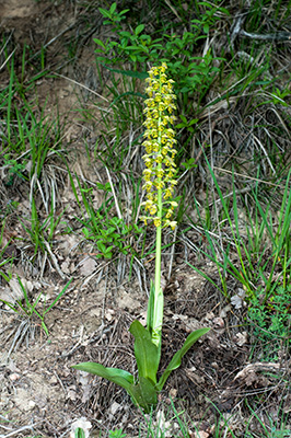 orchis punctulata sm