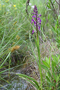 Anacamptis laxiflora