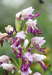 Orchis anthropophora x simia