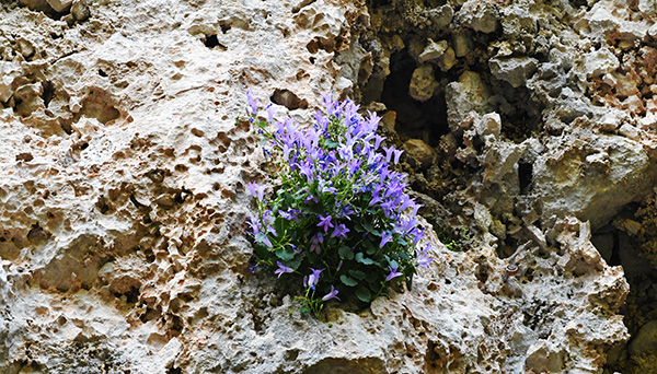 Campanula portenschlagiana