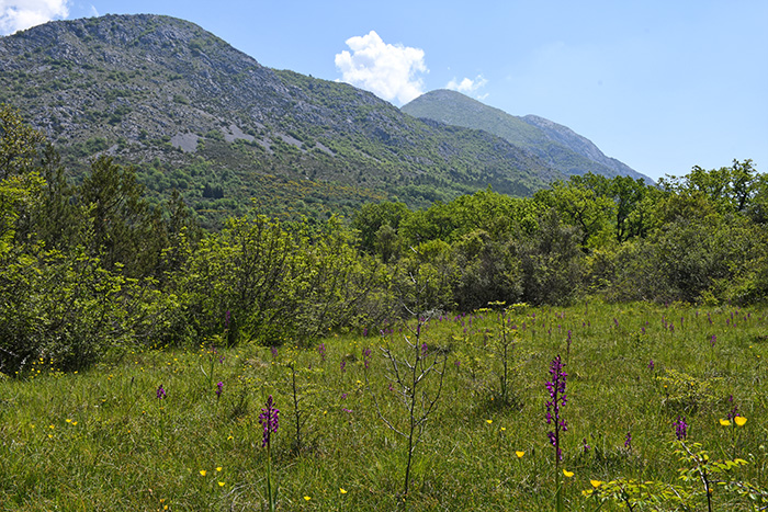 bei Cepikuce