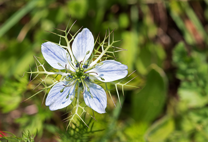 Nigella damascena