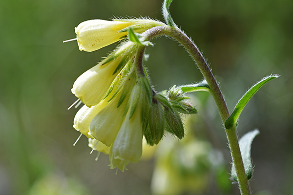 Onosma echioides