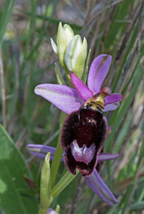 ophrys bertolonii 2 sm