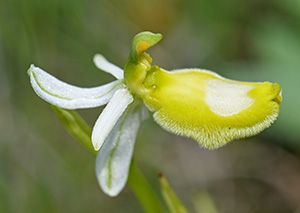 Ophrys bertolonii