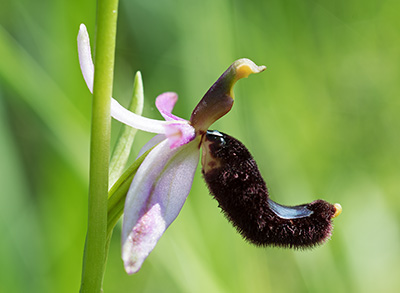 Ophrys bertolonii