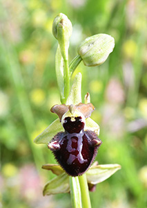 Ophrys incubacea